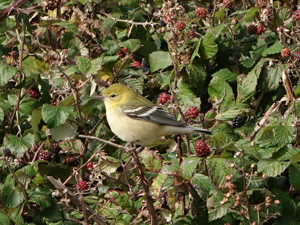 A bay-breasted warbler seen at Ramsey Island.