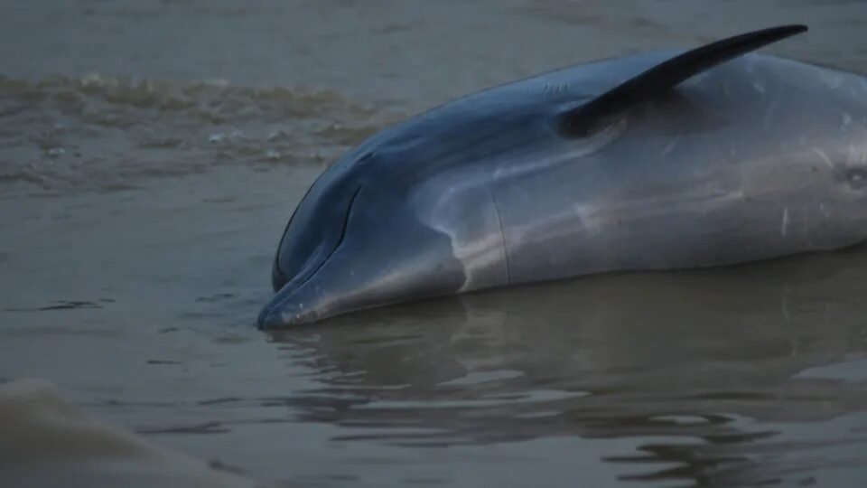 One of many dolphins found dead in the Amazon.