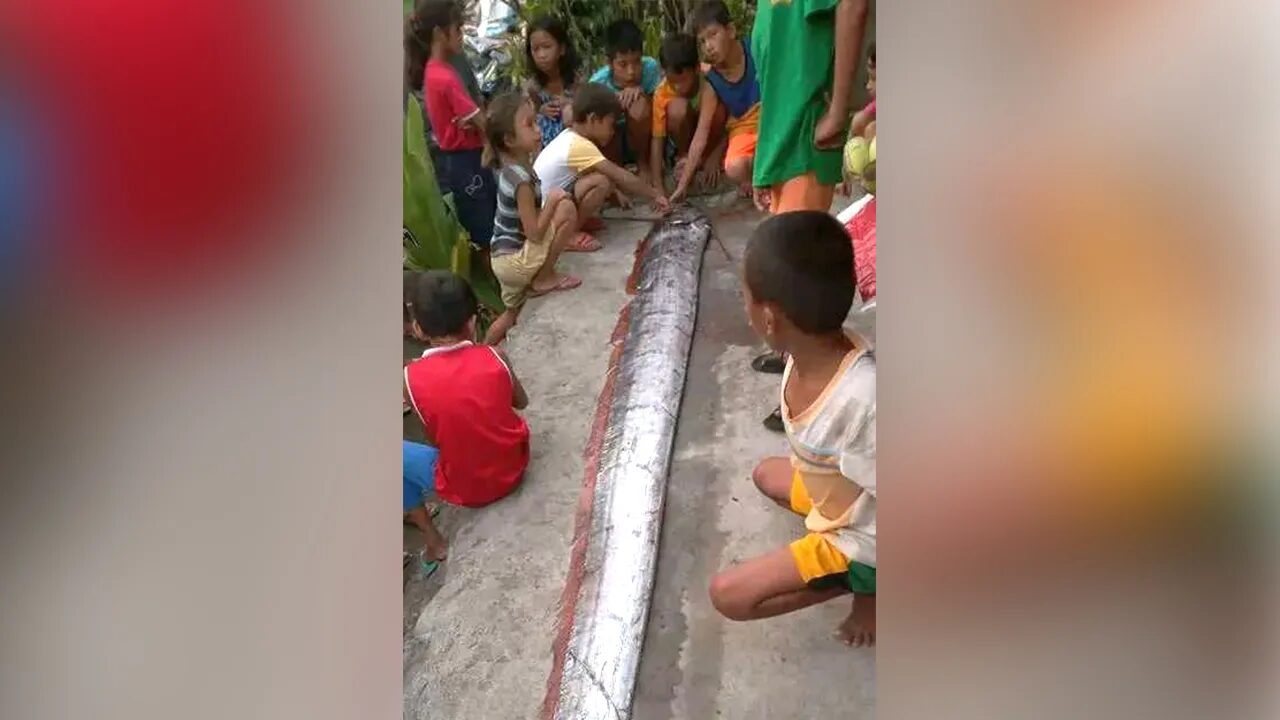 A biologist says the country's scientific community should 'take a deeper look' at why the giant oarfish are surfacing from their natural habitats