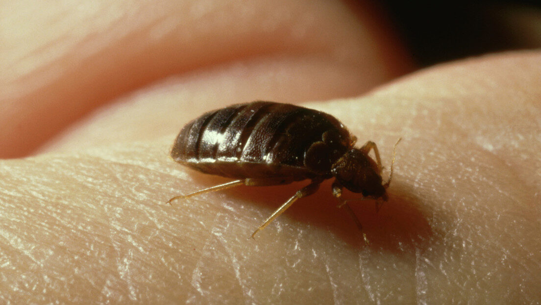 Chinches bedbugs
