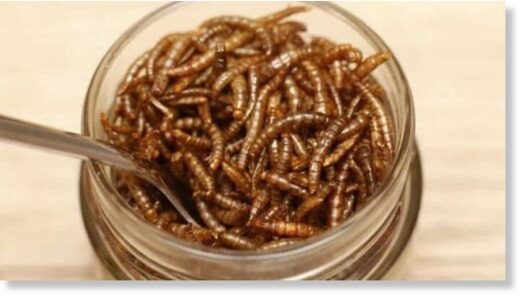 worms in jar