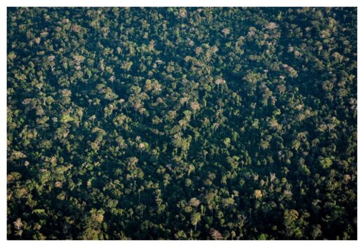 Forested landscape of Amazonia