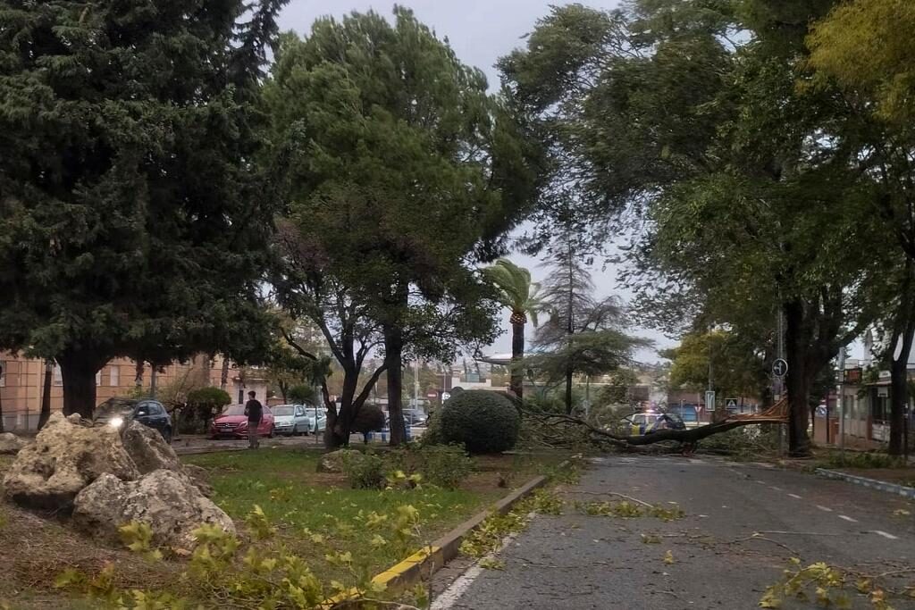 Several large trees fell due to the strong wind storm in Seville.