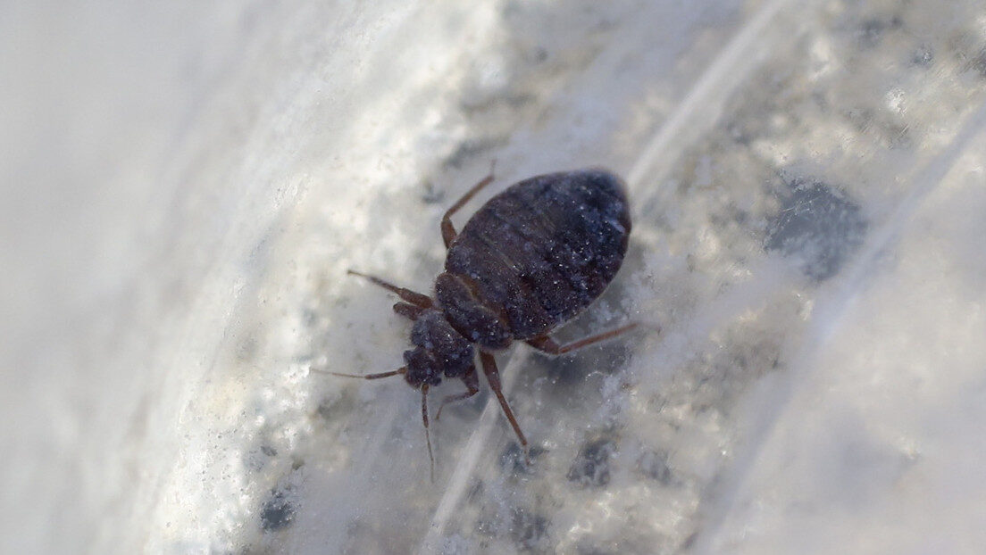 chinches bedbugs