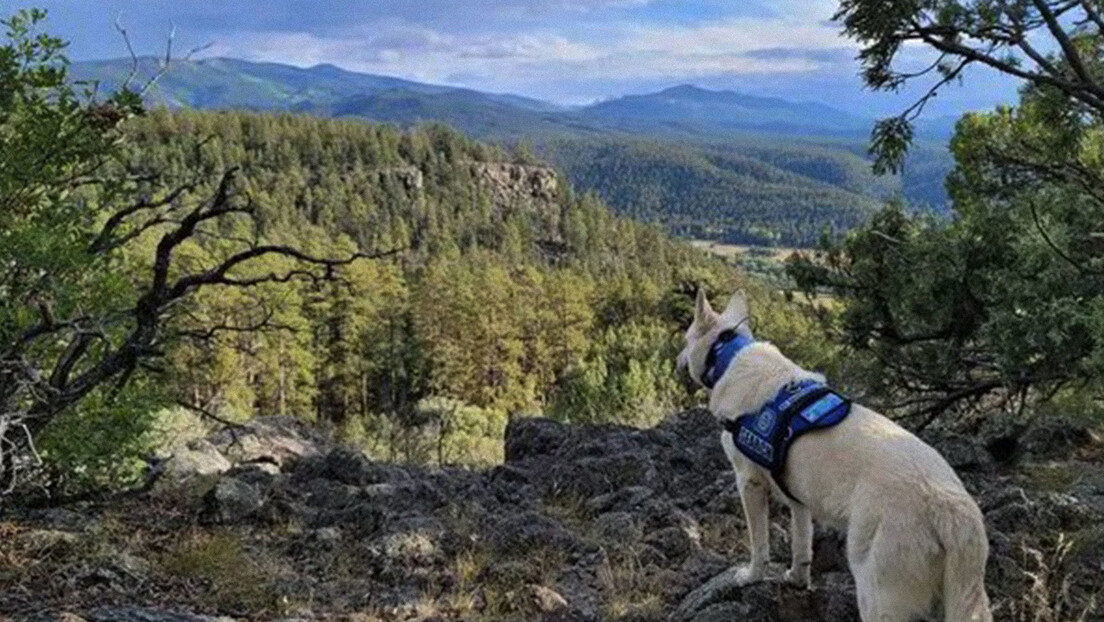 dog forrest
