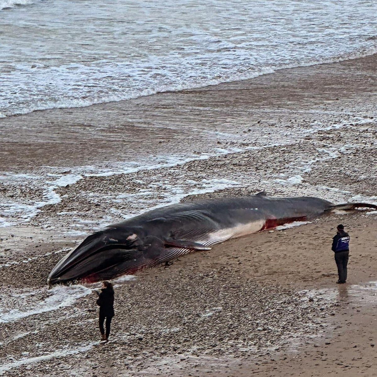 Police cordon off area after large whale found dead by surfers at Fistral Beach