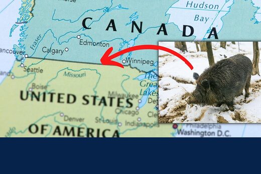 Los destructivos "supercerdos" devoradores de ciervos invaden el norte de EE.UU. desde Canadá