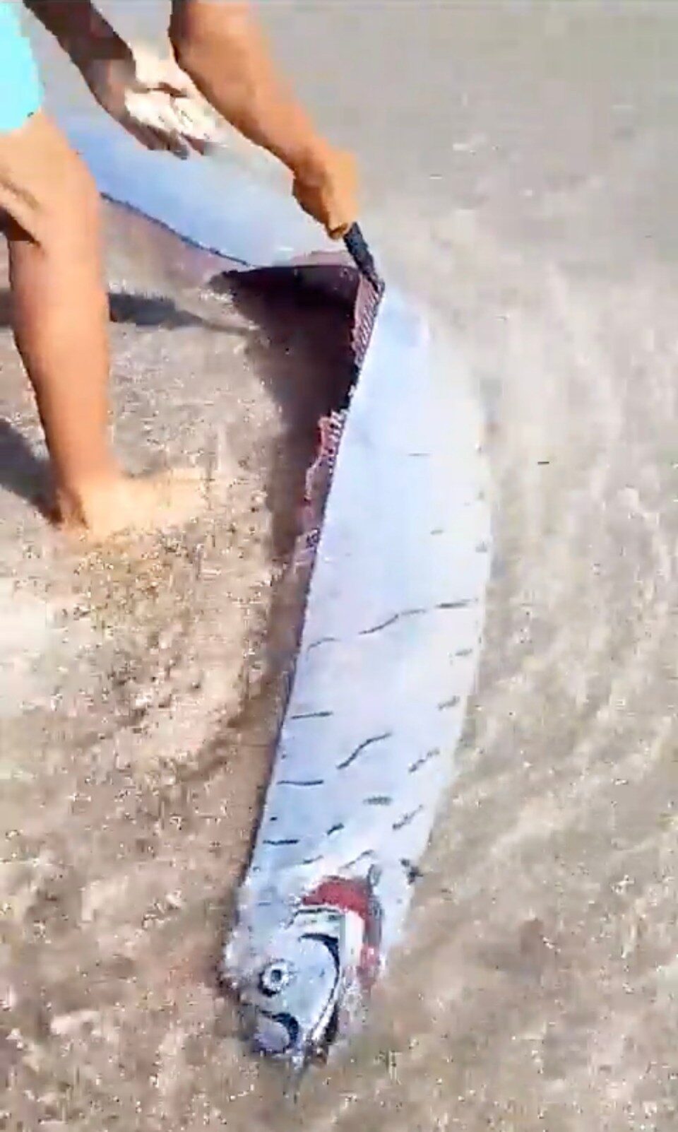 An oarfish was spotted on the shoreline of Los Coquitos beach in Dominican Republic