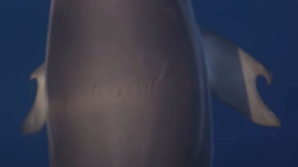 dolphin thumbs
