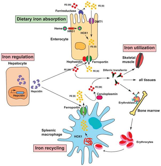 Regulación del metabolismo del hierro. Rol de enterocitos, macrófagos, hepatocitos, eritrocitos, músculo, hepcidina, ferroportina y otras enzimas en el flujo de hierro.