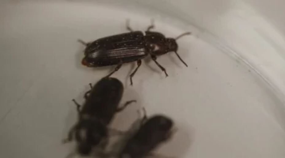bichos
