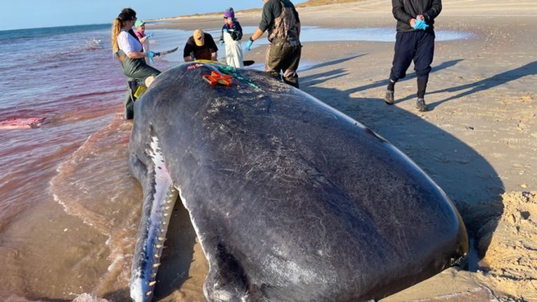 This 16-ton dead Sperm Whale recently washed up on shore at Cape Lookout.