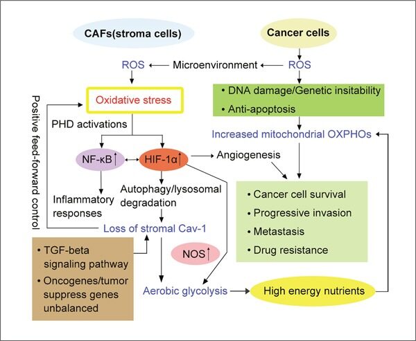 incremento de estrés oxidativo desde la célula tumoral