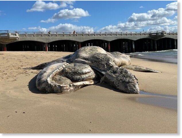 A 30-foot dead gray whale was spotted off Huntington Beach on Thursday, Feb. 8, 2024, likely washed ashore by the storms.