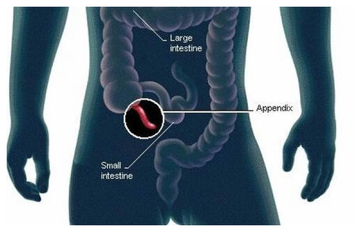 Human Appendix