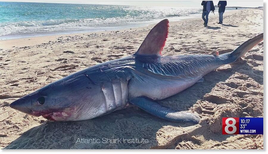 A large porbeagle shark was found dead on a beach in Watch Hill, Rhode Island, on Wednesday, Feb. 7, 2024.