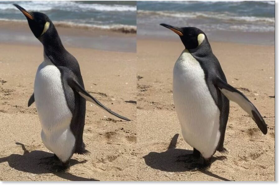 Phone photos were taken of the King Penguin