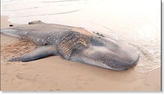 The image shows the whale shark found at a beach in Srikakulam.