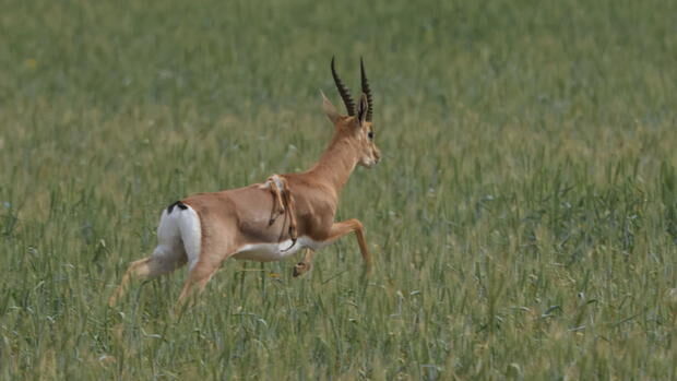 israel gazelle six legs portent