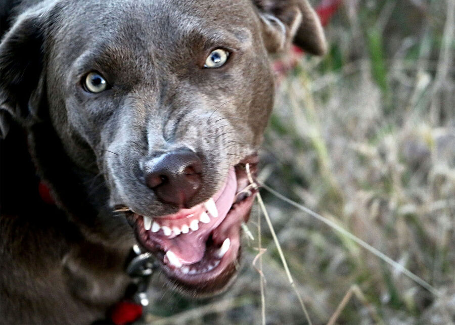 Clic para aumentar snarling dog
