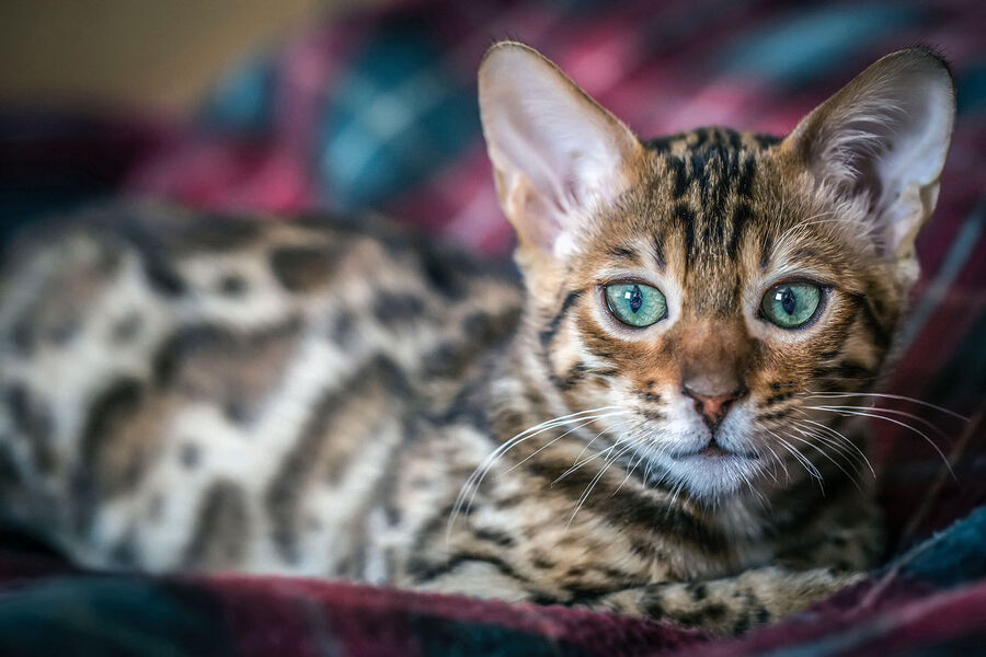 Clic para aumentar cat obligate carnivore