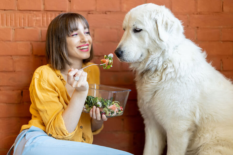 Clic para aumentar dog vegan salad