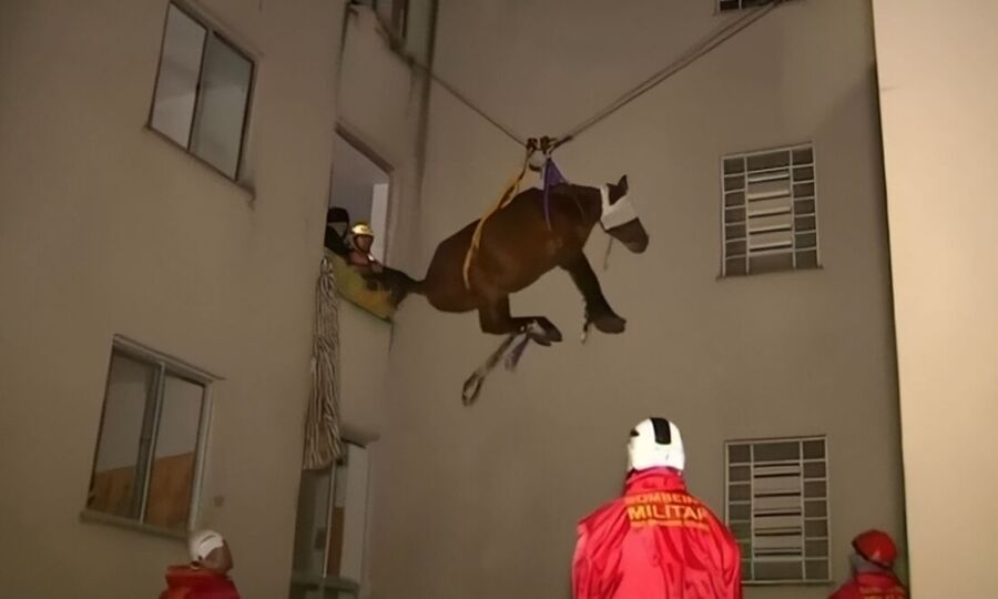 caballos brasil