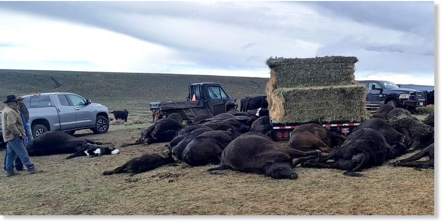 Clic para aumentar A lightning strike killed a rancher and more than 30 cows and calves Saturday in Jackson County.