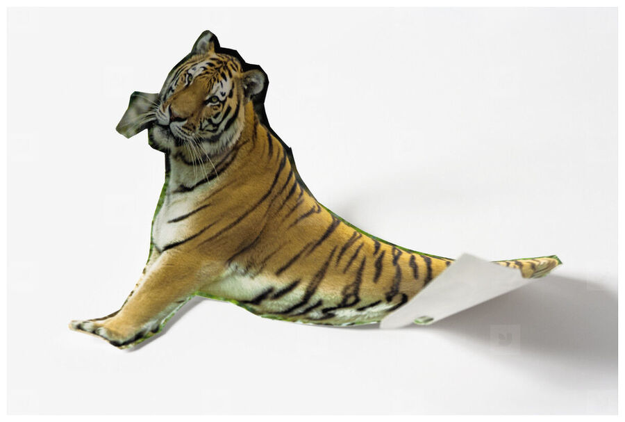 Clic para aumentar Paper Tiger