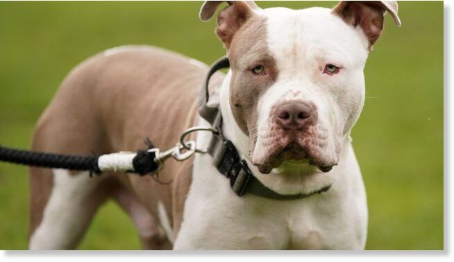 The XL Bully has been linked to violent attacks on humans