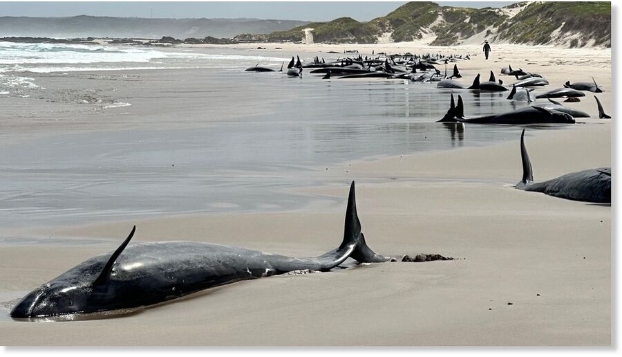 False killer whales stranded near Arthur River on Tasmania's west coast, Australia, on February 19, 2025