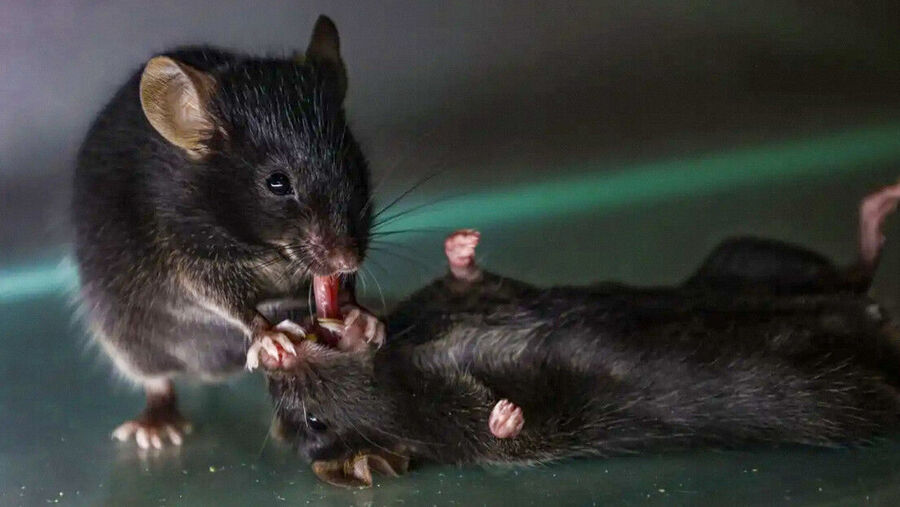 mice ratones