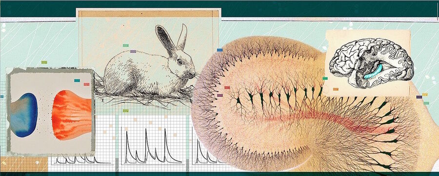 rabbit memory neurons research collage