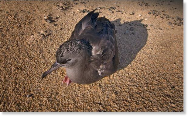 Clic para aumentar ducky