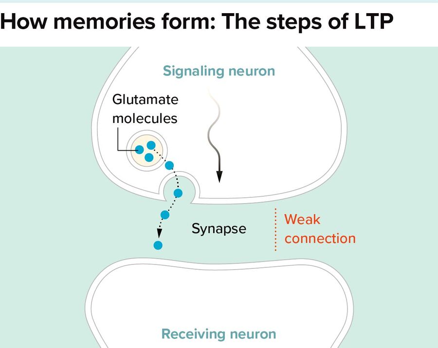 Clic para aumentar neuron memory formation