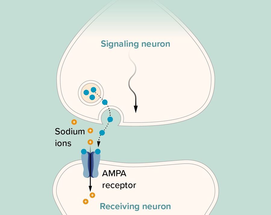 Clic para aumentar neuron memory formation synapse