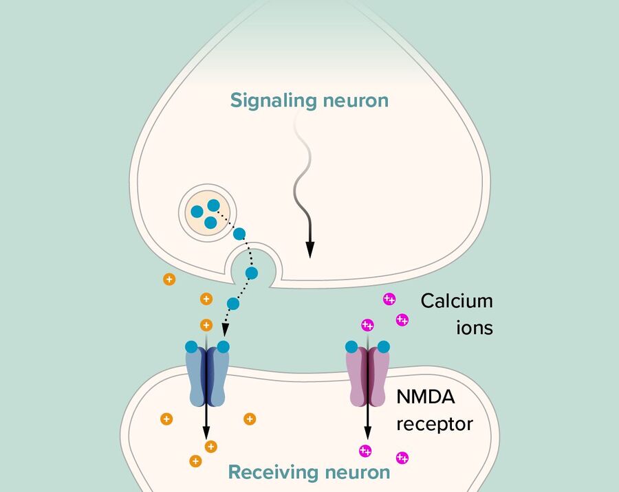 Clic para aumentar neuron synapse memory formation