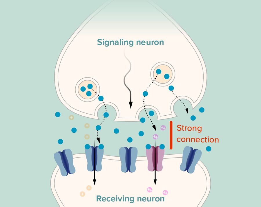 Clic para aumentar neuron memory formation synapse