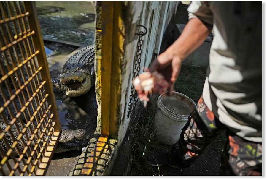Clic para aumentar Rusli Paraili, a crocodile handler, feeds a rescued crocodile kept inside an enclosure in Budong-Budong, West Sulawesi, Indonesia, Monday, Feb. 24, 2025.