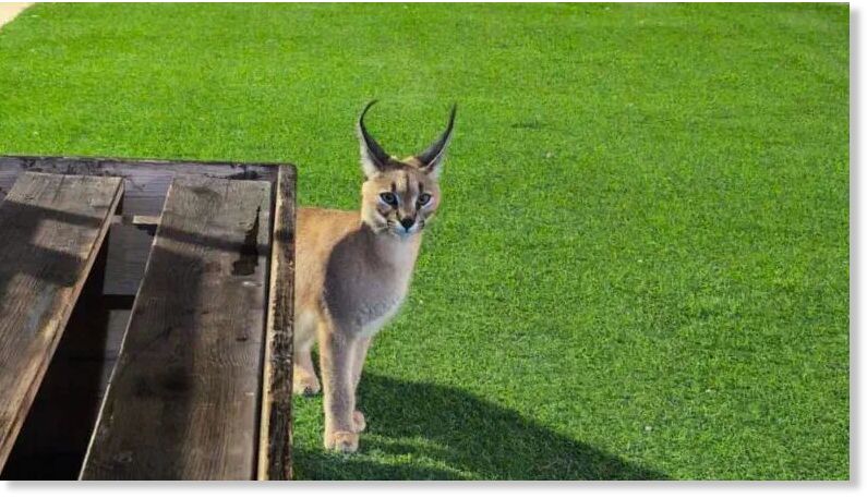 The caracal which was caught