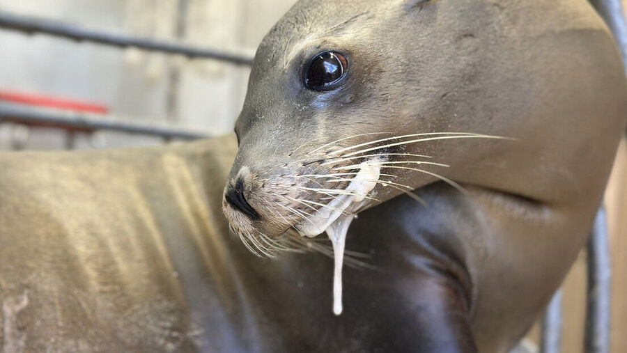 foca enferma