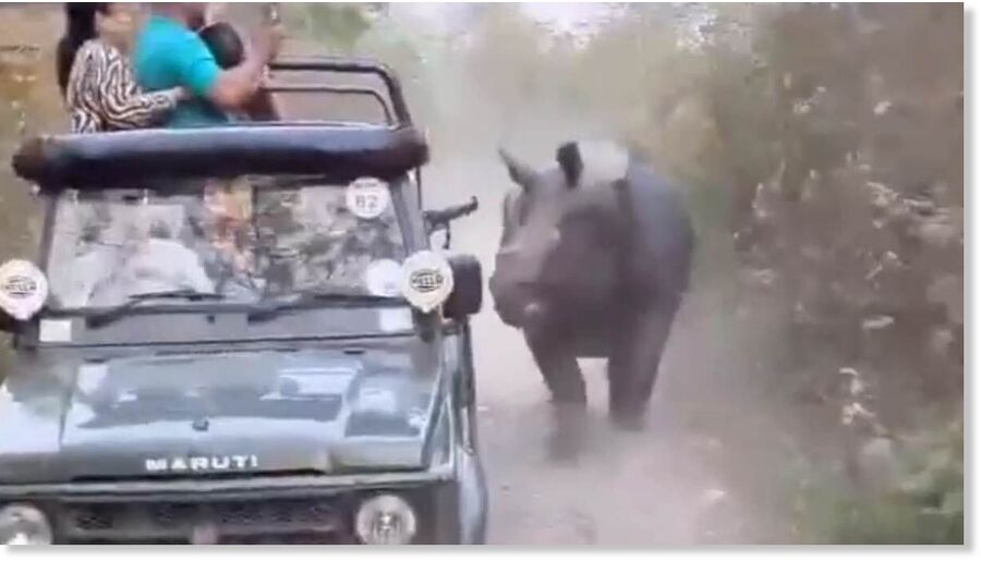 Clic para aumentar Terrifying moment tourists scream as rhino chases their safar