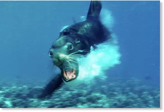 FILE: A Californian sea lion, Zalophus californianus, Mexico, appears off the Sea of Cortez near Baja California.