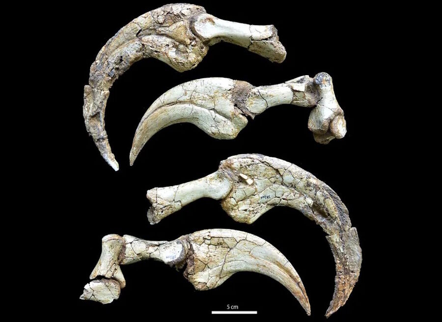 Clic para aumentar dinosaur claws Duonychus tsogtbaatari