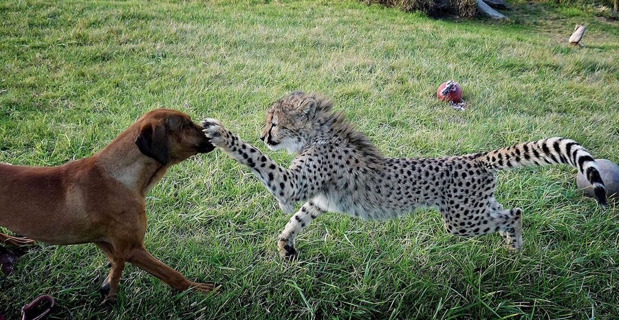 ocelot and dog playing