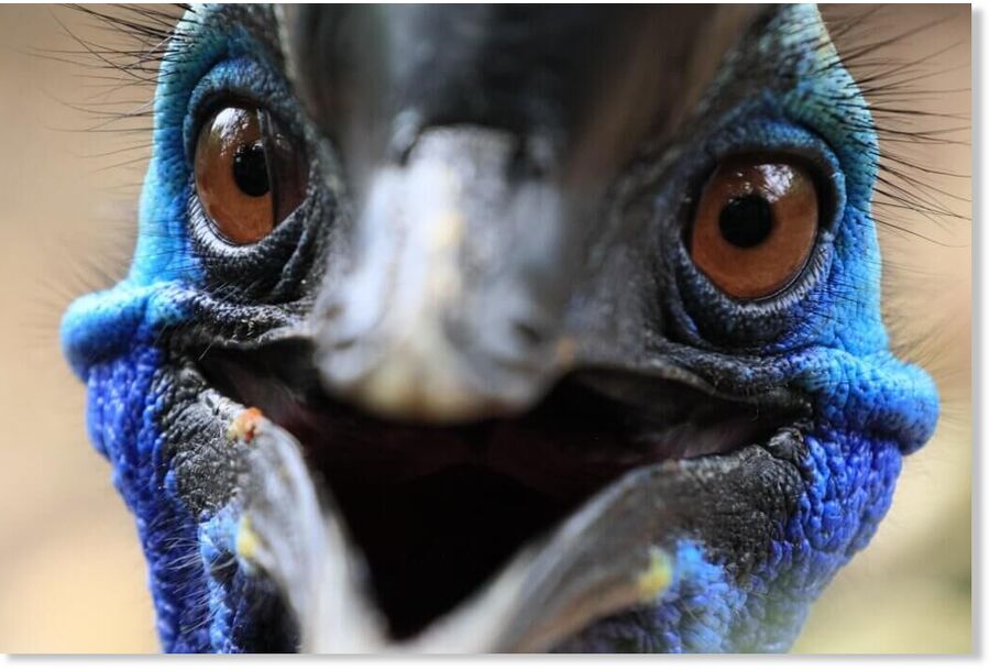 Cassowary