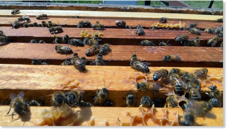 bees