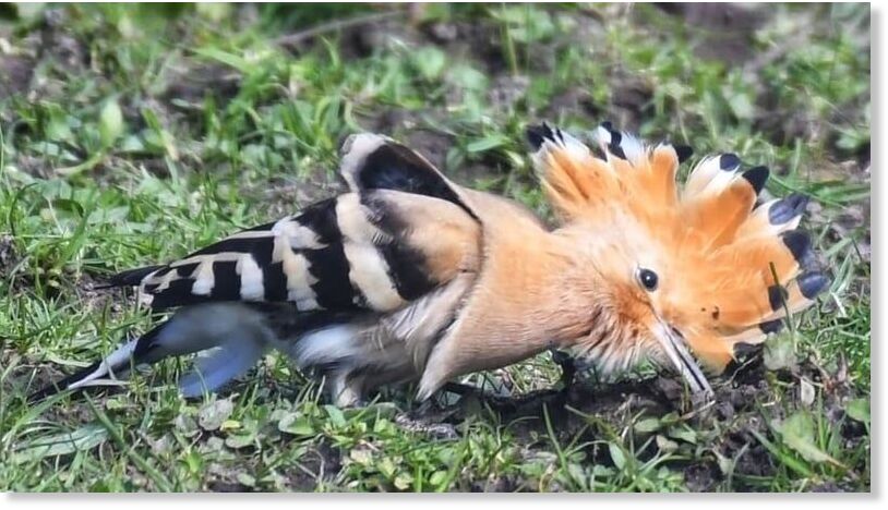 Vinny Hyland spotted an African Hoopoe in Kerry last week