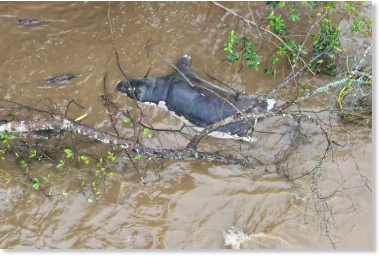 A dead hippo lies in the water due to anthrax killing the animals in Virunga National Park, Democratic Republic of Congo, in this undated handout picture released April 8, 2025.