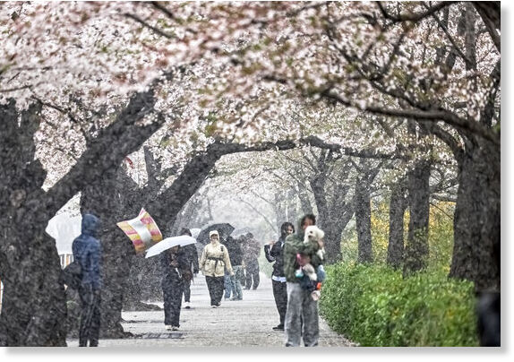 Clic para aumentar People walk along the cherry blossom road in Yeongdeungpo District, western Seoul, on April 13.